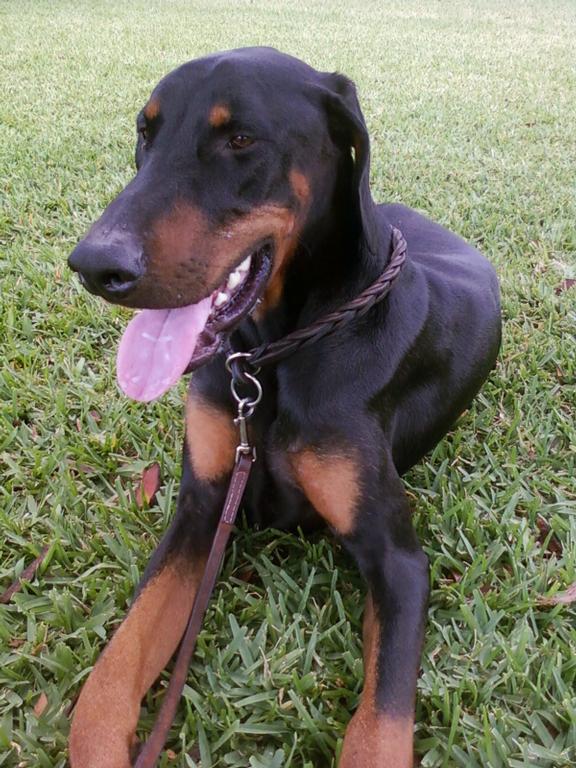Dog Training And Boarding Sarasota Fl Dog Training And Boarding Sarasota Fl